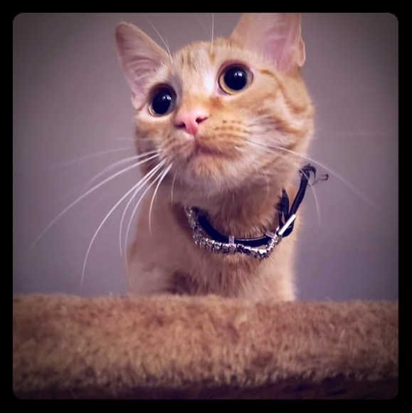 Meet your Posher, Tony - Picture 1 of 1